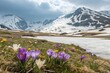 © Anastasiia Kasina - Blooming spring flowers in spring at the background of snow mountains