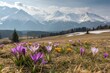 © Anastasiia Kasina - Blooming spring flowers in spring at the background of snow mountains