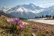 © Anastasiia Kasina - Blooming spring flowers in spring at the background of snow mountains
