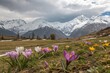 © Anastasiia Kasina - Blooming spring flowers in spring at the background of snow mountains
