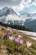 © Anastasiia Kasina - Blooming spring flowers in spring at the background of snow mountains