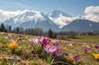 © Anastasiia Kasina - Blooming spring flowers in spring at the background of snow mountains