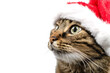 © aud - Cat wearing Santa hat isolated on white background