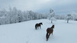 © helivideo - AERIAL: Dark brown stallion and chestnut mare walking on meadow with fresh snow