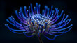 © Tahsin - Striking Blue Pincushion Protea Flower in Macro, Dark Moody Background
