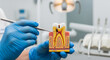 © Cliff - Dentist showing anatomical tooth model with caries and root canal structure in dental clinic close up
