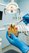 © Cliff - Dentist showing anatomical tooth model with caries and root canal structure in dental clinic close up