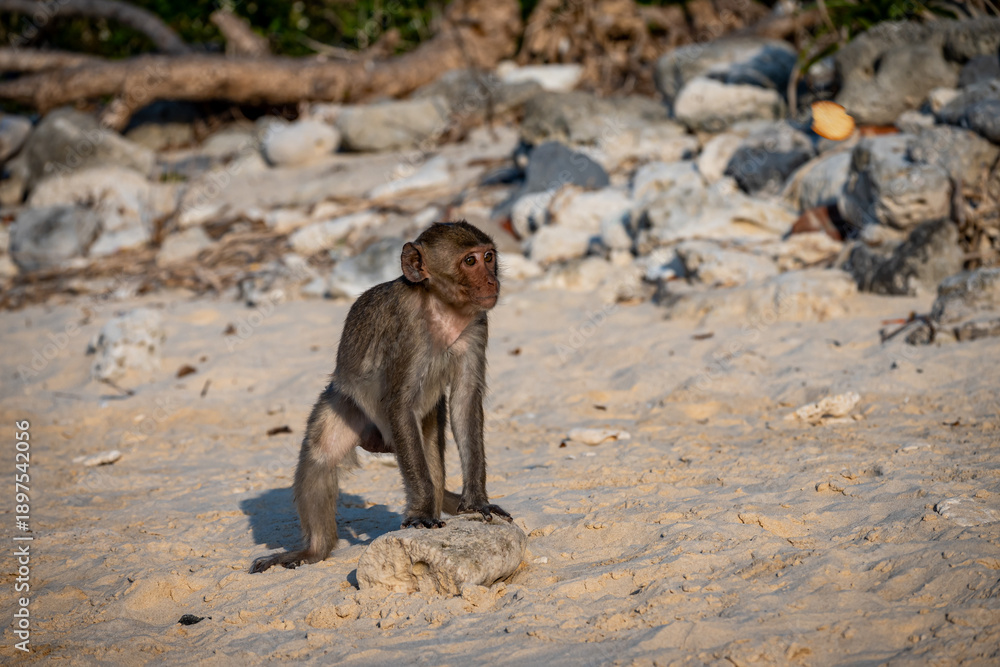 Junger Makake am Strand in Vietnam