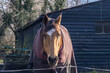 © yackers1 - Close up head shot portrait shot of a chestnut coloured horse