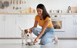 © Prostock-studio - Beautiful young asian woman in casual outfit feeding her cute pet, giving bowl with healthy nutritive pet food, kitchen interior, full size photo, side view, panorama with copy space