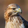 © Melon - Close-up of a hawk's head, gazing off-camera with keen eye
