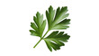 © MSTSHEWLI - Fresh green parsley leaf on white background for food and culinary use transparent background