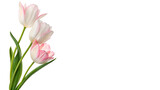 Three tulips in pink and white colors stand together with green stems isolated on transparent background