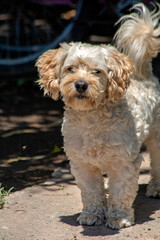  portrait of a small dog