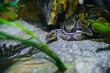 © JULIA - High-quality close-up of a ball python in a realistic enclosure. Ideal for pet care guides, reptile education, exotic animal marketing, and herpetology web content.