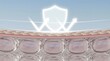 © Erika - 3D cross-section illustration of skin layers protected by UV defense shield,concept of skincare,dermatology and beauty barrier technology