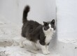© Mara Brandl/imageBROKER - Cat in the alleys of Mykonos, Old Town, Mykonos, Cyclades, Greece