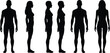 © MDMORSEDUL - Human body silhouette set, showing male and female figures, front side views, anatomy reference, flat black vector, isolated white background, design illustration medical stock