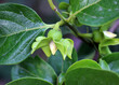 © orestligetka - Spring flowering of female persimmon flowers