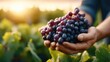 © svastix - A pair of hands cradles ripe grapes, set against a picturesque vineyard at sunset, symbolizing harvest, nature, and the beauty of fruitful labor in a serene landscape.