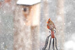 © Mark - Christmas card snow blizzard photo of female northern cardinal perched on black ironwork with blurry birdbox in background.