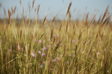 Naklejka na meble Golden wheat field at sunset