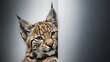 © ABDUL - A young lynx peeks from behind a smooth wall, its sharp ears and expressive eyes in focus, soft lighting creating a calm yet alert, intimate wildlife portrait