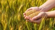 © Hassan - Hands holding golden wheat grains in a sunlit field, symbolizing agriculture and harvest bounty