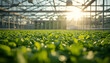 © Lumaverse - Rows of vibrant green seedlings thriving under the warm glow of the sun in a modern, expansive greenhouse facility