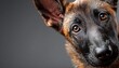 © Ilja - Charming Belgian Malinois Puppy with Bright Eyes and Playful Spirit Posing on a Soft Gray Background