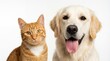 © Stock Studio - Friendly orange cat and golden retriever dog sitting side by side with white background looking happy and playful together
