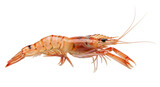 Single cooked tiger prawn or shrimp with orange shell and long feelers for seafood menu isolated on transparent background delicious aquatic animal marine cuisine gourmet crustacean fresh meal