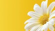 © konsak - Pure White Daisy