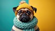 © miss irine - Cute pug dog wears warm knitted hat scarf and glasses. Adorable pet poses for studio portrait dressed in cozy winter outfit. Funny doggy looks smart and stylish.