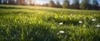 © EBG Stock Studio - Pradera de hierba verde con pequeñas flores silvestres y rocío iluminada por el sol al amanecer