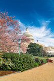 Cherry blossoms at the Capitol in Washington. Annual cherry blossom festival.