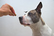© PhPrentt - Pitbull dog watching treat today indoor space guided by hand building patience training control care