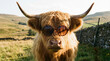 © K silver - Highland cow in sunglasses posing in pastoral landscape nature photography rural environment vibrant view