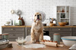 © Pixel-Shot - Cute dog with chef's hat at table in kitchen