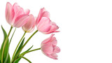 Pink tulips arranged in a simple manner isolated on transparent background cut out