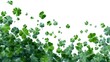 © Ardian - Falling shamrocks, flying green clovers leaves isolated on white panoramic background. St Patrick's day celebration