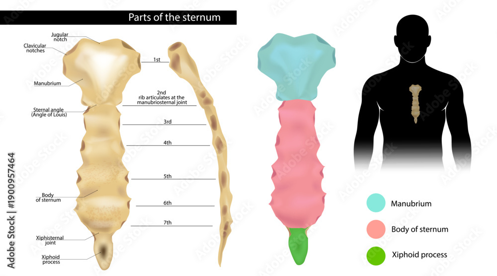 Human Sternum Anatomy Medical Illustration. Anatomy of the Sternum With ...