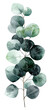 © adri - Watercolor illustration of a eucalyptus stem with round leaves in shades of green on black