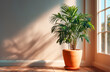 © aboutnuylove - Green houseplant in a pot on a wooden floor near the window