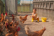 © Maryna - Happy child feeding chickens in a rural farmyard. Concept of farming, countryside lifestyle, animal care, childhood learning, and natural outdoor activity.