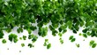 © pier - falling shamrock clovers isolated for green celebration banner with copy space