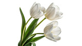 Three white tulips green stems and leaves are arranged in a bunch isolated on transparent background cut out