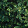 © Sarqiah - Evergreen Fir branches close up for Christmas background texture or graphic element