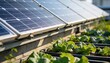© Netsai - Rows of solar panels installed above container gardens with vibrant green lettuce in bright sunlight.