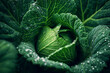 © panya7 - Fresh green cabbage leaves in detail macro view with water droplet, highlighting natural texture, organic freshness, healthy vegetable concept for food, nutrition, agriculture and background use.